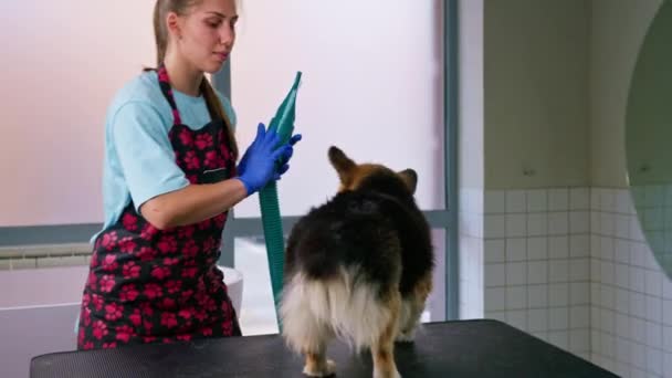 Seorang Gadis Groomer Benar Benar Mengeringkan Rambut Anjing Corgi Dengan — Stok Video