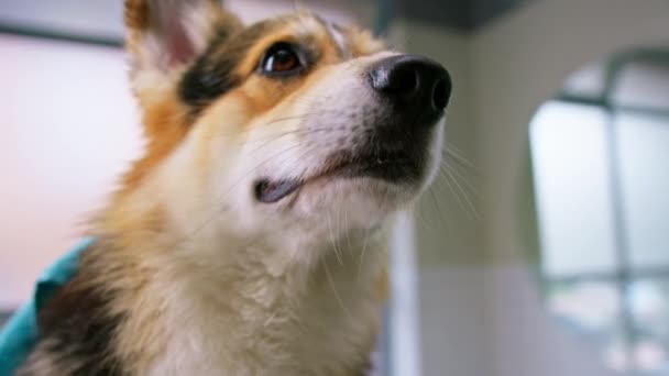 Portretul Unui Mic Câine Corgi Drăguț Într Salon Înfrumusețare Prosop — Videoclip de stoc