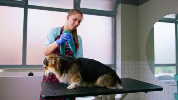 Eine Pflegerin Trocknet Die Haare Eines Corgi Hundes Nach Dem — Stockvideo