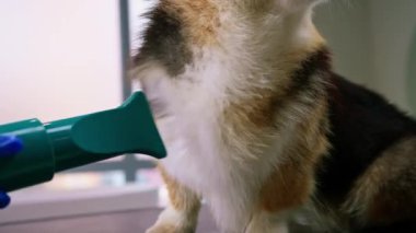 Bir kuaför, saç kurutma makinesiyle bir Corgi köpeğinin saçını profesyonel bir kuaför salonunda yıkadıktan sonra iyice kurutur.
