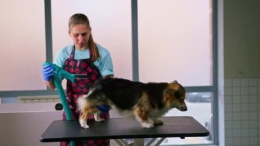 Bir kız kuaför, saç kurutma makinesiyle bir corgi köpeğinin saçını kurutur ve onu profesyonel bir kuaförde yıkar.