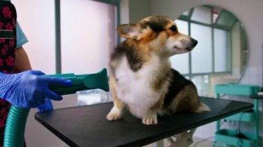 Bir kuaför, saç kurutma makinesiyle bir Corgi köpeğinin saçını profesyonel bir kuaför salonunda yıkadıktan sonra iyice kurutur.