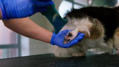 Bir kuaför, saç kurutma makinesiyle bir Corgi köpeğinin saçını profesyonel bir kuaför salonunda yıkadıktan sonra iyice kurutur.