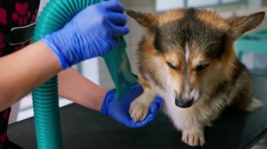 Bir kuaför, saç kurutma makinesiyle bir Corgi köpeğinin saçını profesyonel bir kuaför salonunda yıkadıktan sonra iyice kurutur.