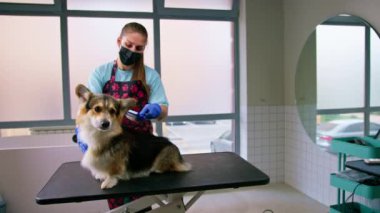 Bir kuaför profesyonel evcil hayvan bakım salonunda özel bir fırçayla bir corgi köpeğinin kürkünü dikkatlice tarar.