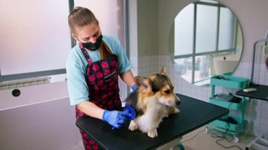 Bir kuaför profesyonel evcil hayvan bakım salonunda özel bir fırçayla bir corgi köpeğinin kürkünü dikkatlice tarar.