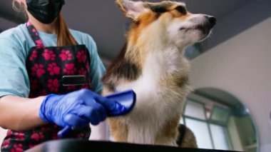 Bir kuaför, profesyonel bir hayvan bakım salonunda özel bir fırçayla bir corgi köpeğinin kürkünü dikkatlice tarar. Bir köpek portresi.