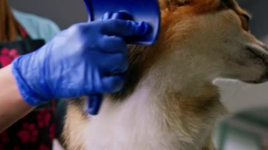 Tımarcı, profesyonel evcil hayvan bakım salonunda özel bir fırçayla bir corgi köpeğinin tüylerini iyice tarıyor.