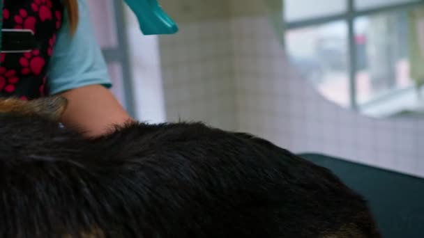 Groomer Στεγνώνει Καλά Παλτό Ενός Σκύλου Corgi Στεγνωτήρα Μαλλιών Μετά — Αρχείο Βίντεο