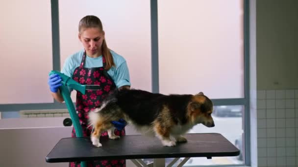 Groomer Menina Completamente Seca Cabelo Cão Corgi Com Secador Cabelo — Vídeo de Stock