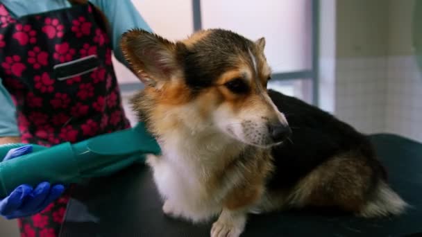 Groomer Seca Completamente Cabelo Cão Corgi Com Secador Cabelo Depois — Vídeo de Stock