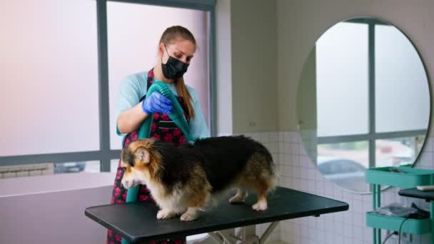 Girl Groomer Thoroughly Dries Hair Corgi Dog Hair Dryer Washing — Stock Video