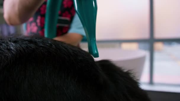 Bakımcı Profesyonel Hayvan Bakım Salonunda Yıkandıktan Sonra Bir Corgi Köpeğinin — Stok video