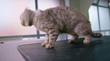 Bakım ve hijyen tedavisi için kuaförde tımar edilirken kaçmaya çalışan büyük gözlü, sevimli, tüylü gri bir kedinin portresi.