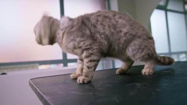 一只长着一双大眼睛的可爱绒毛灰猫在美容院接受护理和卫生治疗时试图逃跑的肖像 — 图库视频影像
