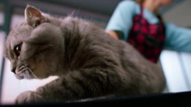 Bakım ve hijyen tedavisi için kuaför salonunda tımar edilirken dilini yalayan büyük gözlü, sevimli, tüylü bir kedinin portresi.