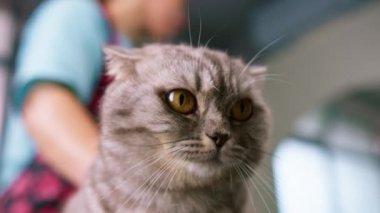 Küçük sevimli, tüylü, gri bir kedinin portresi. Büyük gözlü. Bakım ve hijyen prosedürü için bir evcil hayvan.