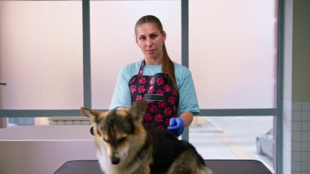 Portrait Qualified Professional Groomer Girl Showing Sign Corgi Dog Finishing — Stock Video