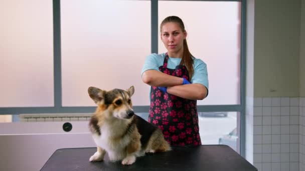Porträtt Kvalificerad Kvinnlig Triomer Med Corgi Hund Efter Avslutad Grooming — Stockvideo