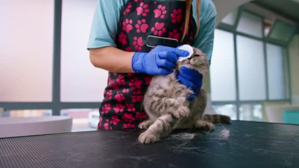 Groomer Veterinário Limpa Olhos Gato Que Não Gosta Procedimento Higiene — Vídeo de Stock