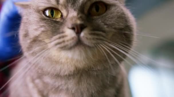 Portrait Small Cute Fluffy Gray Cat Big Eyes Pet Care — Stock Video