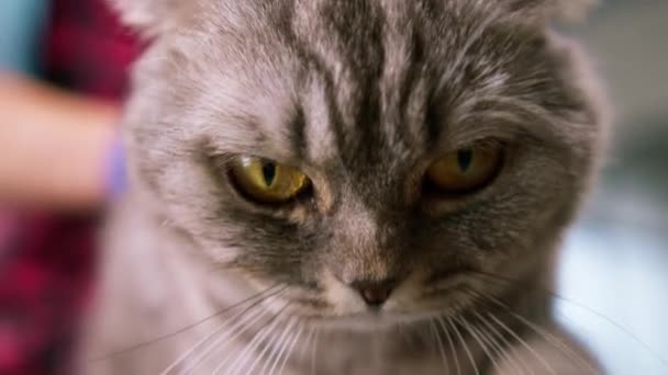 一只长着一双大眼睛的可爱毛茸茸的灰色小猫的画像 为照顾和卫生起见的宠物 — 图库视频影像