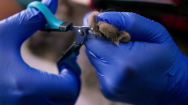 Bir tımarcı, bir kedinin pençelerini özel bir aletle budar. Pençeleri pençeli hayvan bakımıyla yakın plan bir hijyenik prosedür.