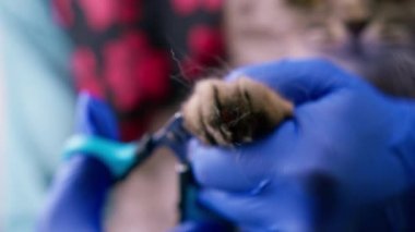 Bir tımarcı, bir kedinin pençelerini özel bir aletle budar. Pençeleri pençeli hayvan bakımıyla yakın plan bir hijyenik prosedür.