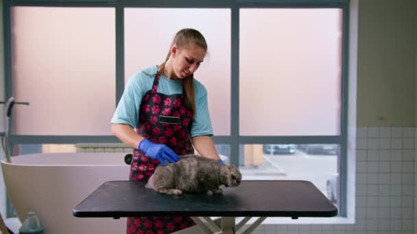 Groomer Penteia Pele Gato Assustado Com Procedimento Higiene Escova Animal — Vídeo de Stock