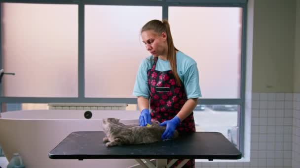 Bir Tımarcı Korkmuş Bir Kedinin Kürkünü Fırça Hijyen Prosedürüyle Tarar — Stok video