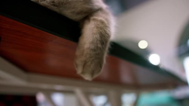 파우에서 부드러운 고양이의 클로즈업은 테이블에서 교수형 — 비디오