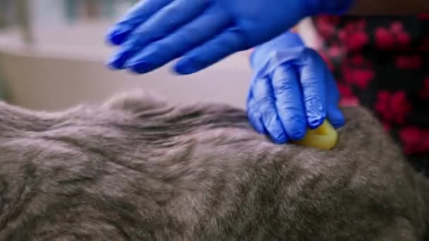 美容师用刷洗的方法梳理猫毛 近距离观察动物计划宠物的身体 — 图库视频影像