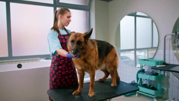 Young Girl Groomer Carefully Combs Fur Shepherd Dog Professional Salon — Stock Video