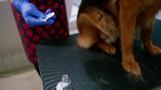 美容师在专业的宠物狗护理和卫生沙龙里用棉毛擦拭牧羊犬的耳朵 — 图库视频影像