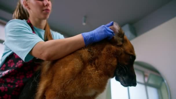 Groomer Σκουπίζει Καλά Αυτιά Ενός Σκύλου Βοσκός Βαμβάκι Μαλλί Στην — Αρχείο Βίντεο
