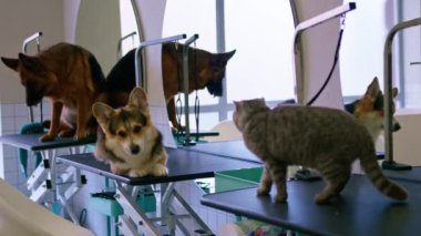Güzellik başlamadan önce kuafördeki hayvanlar, Corgi köpeklerinin saç kesimleri ve çoban köpekleri ve kediler evcil hayvanları önemser.