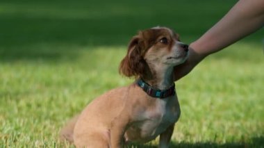 Toplu şirin küçük köpek ve sahibi çekici genç bayan antrenör parkta akıllı komik hayvanıyla oynuyorlar.