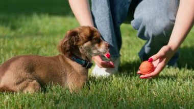 Toplu şirin küçük köpek ve sahibi çekici genç bayan antrenör parkta akıllı komik hayvanıyla oynuyorlar.