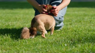 Yürüyüş yapan küçük şirin bir köpek. Sahibi, parkta doğayı eğiten köpeği okşar.