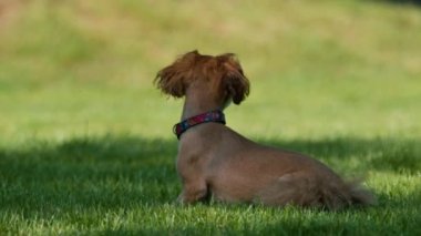 Küçük şirin bir köpek parkta çimlerin üzerinde uzanıyor ve sokakta hayvan eğitimine devam ediyor.