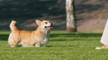 Küçük sevimli köpekler Fransız bulldog ve Corgi parkta yürüyüş yaparken çimen köpek portresiyle oynuyorlar.