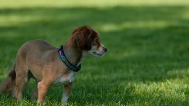 在公园里跑来跑去的可爱的小狗在训练大自然中的动物 狗从主人身边跑掉了 — 图库视频影像