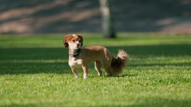 Söt Liten Hund Promenad Parken Djur Utbildning Naturen Hunden Flyr — Stockvideo