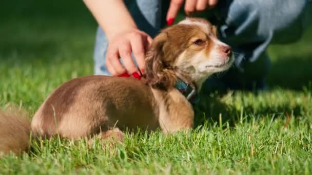 Симпатичний Маленький Собака Прогулянці Власник Розбиває Собаку Парку Дресирування Тварин — стокове відео