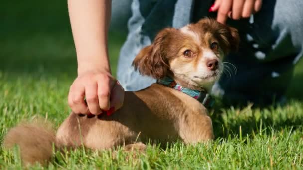 Netter Kleiner Hund Beim Gassigehen Frauchen Streichelt Hund Park — Stockvideo