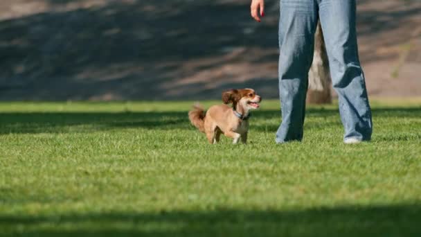 Netter Kleiner Hund Beim Spazierengehen Park Tierdressur Der Natur Der — Stockvideo