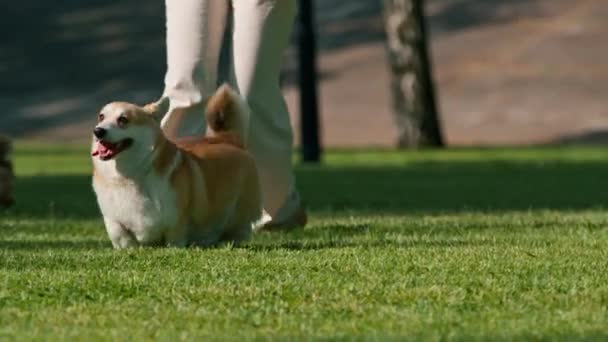 Små Roliga Söta Hundar Fransk Bulldogg Och Corgi Promenad Parken — Stockvideo