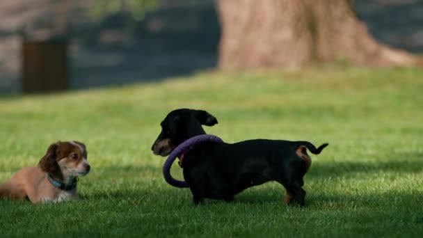 Small Funny Cute Dachshund Dogs Walk Park Playing Grass Toy — Stock Video