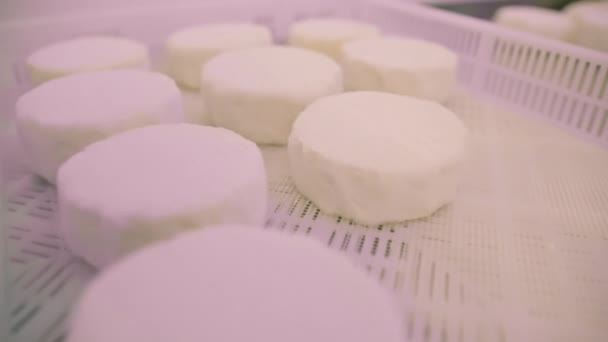 Ouvrier Emballe Manuellement Fromage Pâte Molle Biologique Dans Une Pellicule — Video