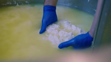 Süt peyniri üreten peynir üreticisi beyaz mozzarellayı yüksek sıcaklıkta metal fıçıdan alıyor ve taze peynir kalitesini kontrol ediyor.